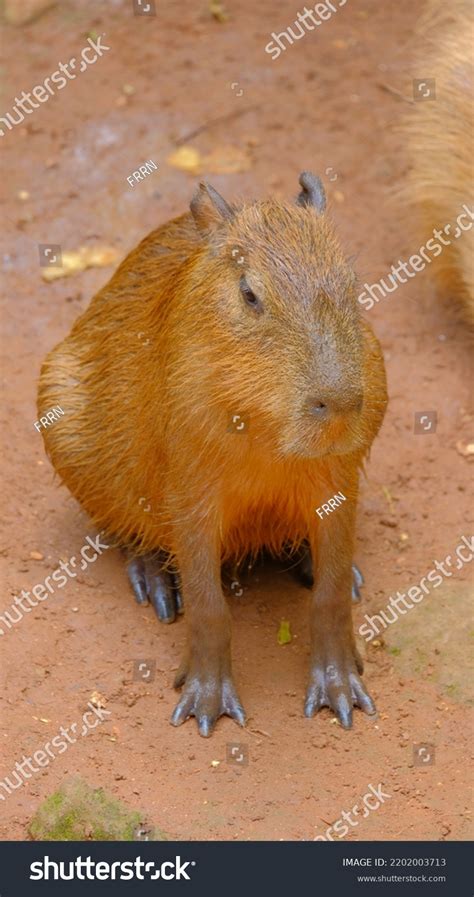 Capybara Hydrochoerus Hydrochaeris Walking Sitting Zoo Stock Photo