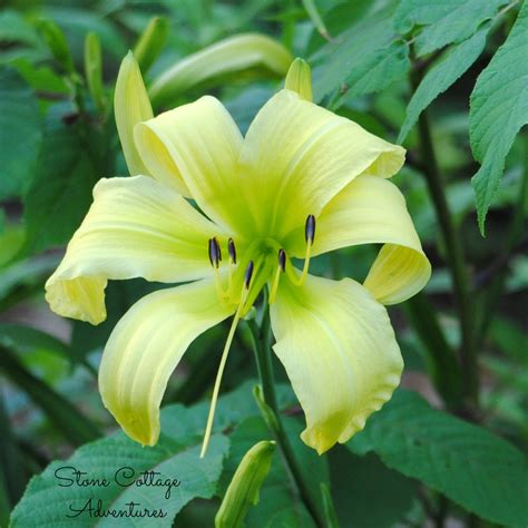 Stone Cottage Adventures: Daylily Varieties in My Garden