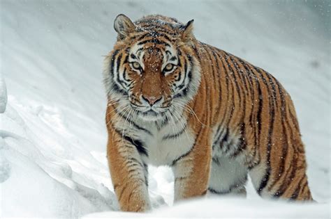 40 Grizzly Bear Facts About The Strongest Bear In The World