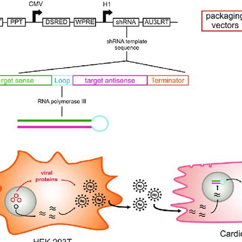 Delivery Of Shrna By Lentiviral Vectors A Scheme Of The Transfer And