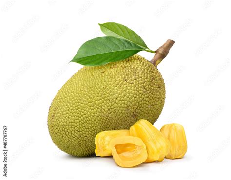 Jackfruit Isolated On White Background Stock Photo Adobe Stock