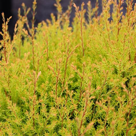 Rheingold Arborvitae For Sale Garden Goods Direct