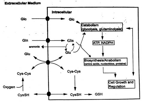 Transport And Metabolic Pathways Followed By Glutamate Glutamine And Download Scientific