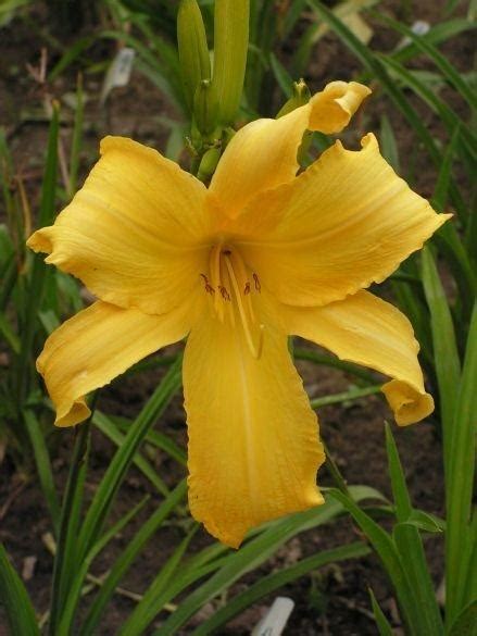 Daylily Hemerocallis Captain Hook In The Daylilies Database