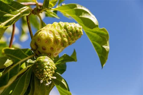 Rbol De Noni Morinda Citrifolia Una Fruta Medicinal Con Propiedades