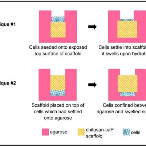 Schematic Diagram Of Techniques For High Density Seeding Of Mscs Onto