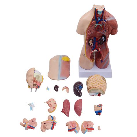 Anatomy Human Torso Model Labeled Organs At Stephanie Ashbolt Blog