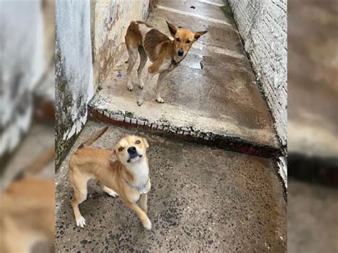 TV Paraguaçu Cães em situação de maus tratos são resgatados por ONG