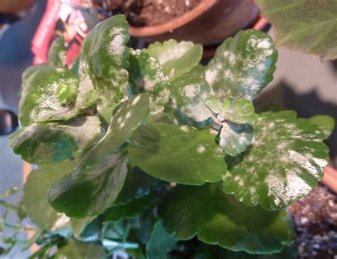 Powdery Mildew Indoors