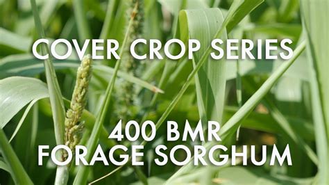 Bmr Forage Sorghum Noble Cover Crop Series Youtube