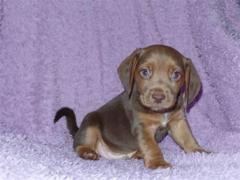 Aca Rare Chocolate Male Beagle Puppy For Sale In Fort Worth Texas