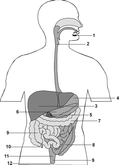 Anatomy And Physiology Final Exam Diagram Quizlet