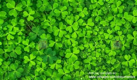 El cultivo del trébol Trifolium spp