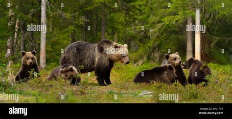 Close up of female Eurasian brown bear (Ursos arctos) and her cubs in boreal forest, Finland ...