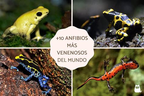 10 anfibios más venenosos del mundo Especies que no conocías