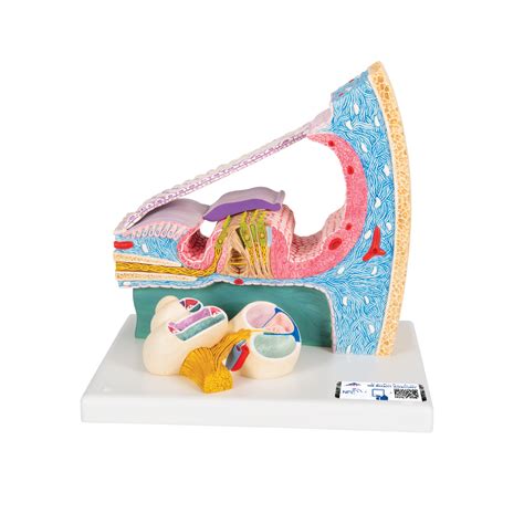 Organ of Corti Model with Representation in Cochlea - 3B Smart Anatomy ...