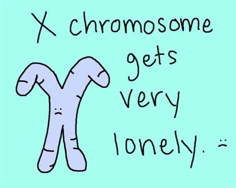 Sex Chromosomes Bad Science Straightness Julie Tarney My Son Wears Heels