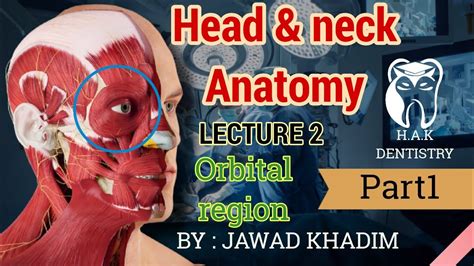 Orbital Region Human Anatomy Lecture 2 Part 1 Youtube