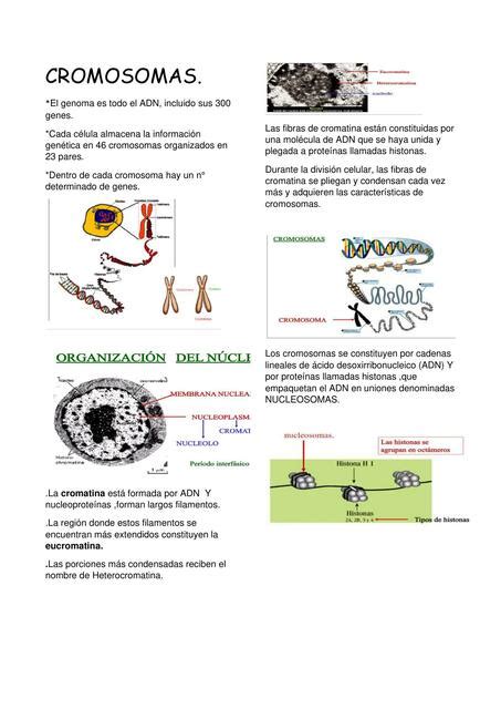 Cromosomas Angie Ponce Udocz