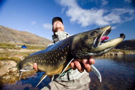 River Fishing In Greenland Angle For The Arctic Char In Greenland