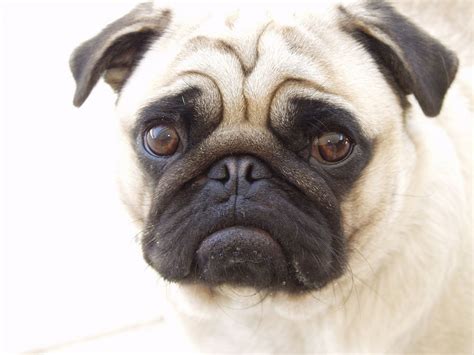 Pug - Puppies, Rescue, Pictures, Information, Temperament, Characteristics | Animals Breeds