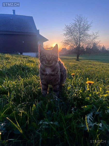 Meldung Nr Vermisst Katze In Algetshausen