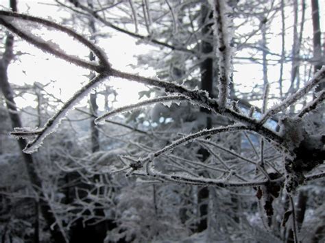 Free Images Tree Branch Snow Winter Black And White Plant Leaf