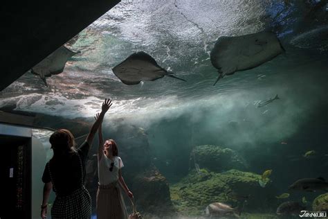 The Enoshima Aquarium is split up into 14 different areas, fitting a ...