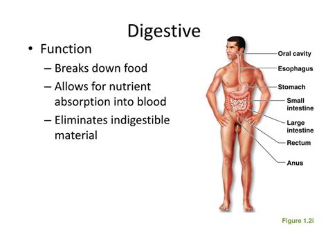 Ppt Chapter 1 The Human Body An Orientation Powerpoint Presentation Id 1893457