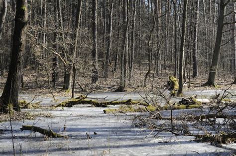 Winter Forest With Frozen Lake And Naked Trees Stock Photo Image Of Relaxation Arid 129717652
