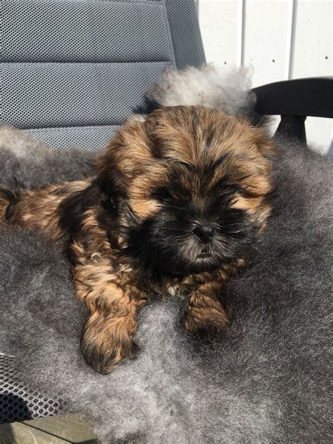 1 Valp Igjen Shih Tzu Malteser Lhasa Apso FINN Torget