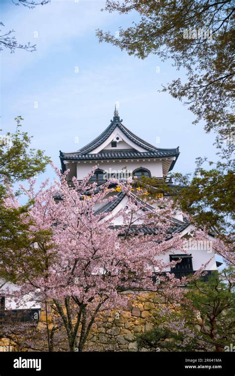 Hikone Castle Keep and Cherry Blossoms Stock Photo - Alamy