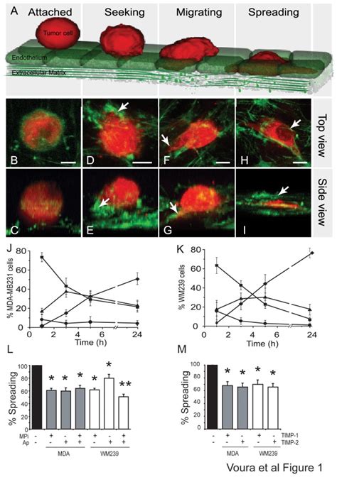 A Model Of Extravasation Stages Three Dimensional Confocal Rotations