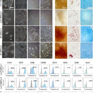 Directed Differentiation Of Ipscs Towards Imscs A Schematic Timeline