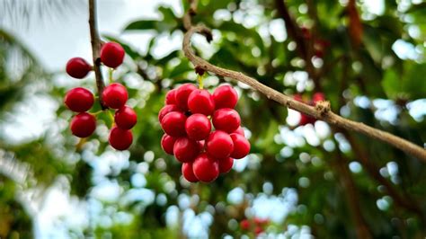 Le cueille fruits comment fabriquer un soi même