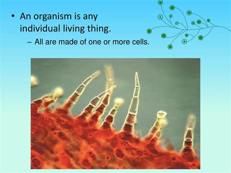 Ppt Biology Powerpoint Presentation Free Download Id 5242198