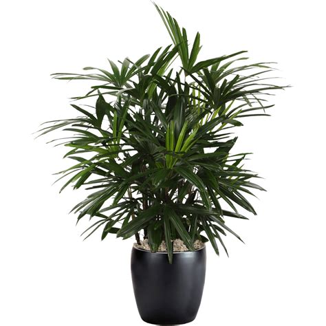 Palm Lady Phillip S Interior Plants Displays