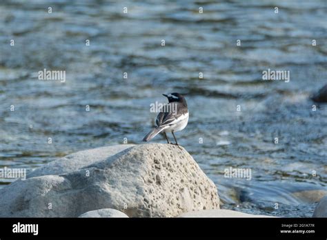 A White Browed Wagtail Motacilla Maderaspatensis Perched On A Rock