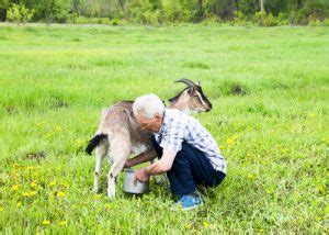 Best Goat Breeds For Homesteading 13 Best Goats For Milk And Meat