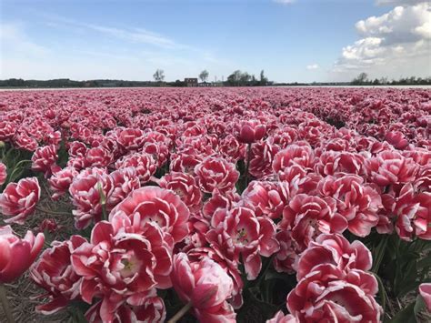 Alkmaar: Tulip And Spring Flower Fields Bike Tour