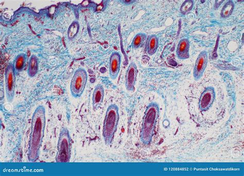 Cross Section Human Skin Tissue Under Microscope View Stock Photo