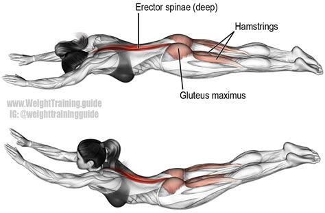 Superman Exercise Instructions And Video Weight Training Guide