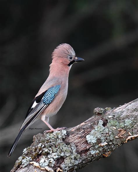 Img Arrendajo Euroasiatico Garrulus Glandarius Flickr