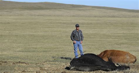 S.D. ranchers carry on after thousands of cattle die