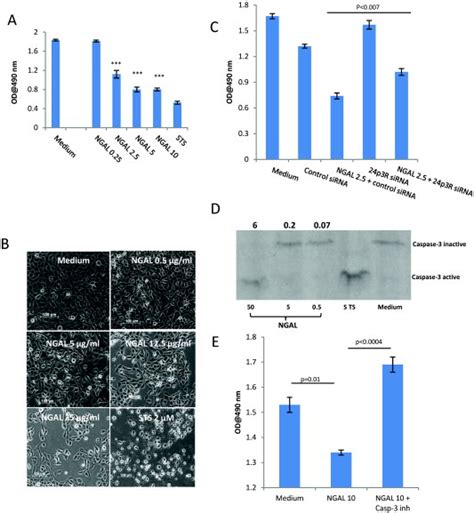 Neutrophil Gelatinaseassociated Lipocalin Ngal Inhibits Download Scientific Diagram