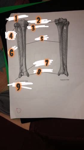 Lab Exam Part Tibia Fibula Flashcards Quizlet