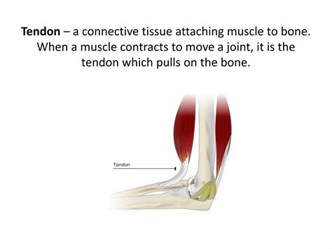 Lesson 2 Tendons Ligaments Cartilage And Joints Ppt Free Download