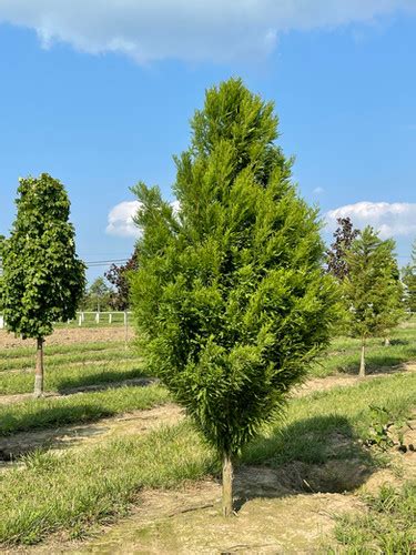 Taxodium D Lindseys Skyward Bald Cypress Browns Nursery