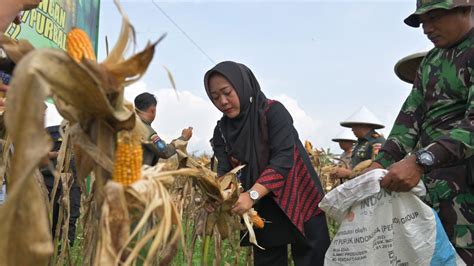 Panen Raya Jagung Kodim 0702 Purbalingga Bantu Ketahanan Pangan