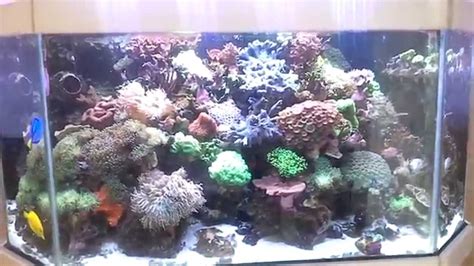 Aquarium Recifal Reef Tank YouTube